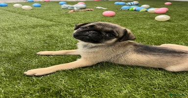 Pug dogs - Advert 5