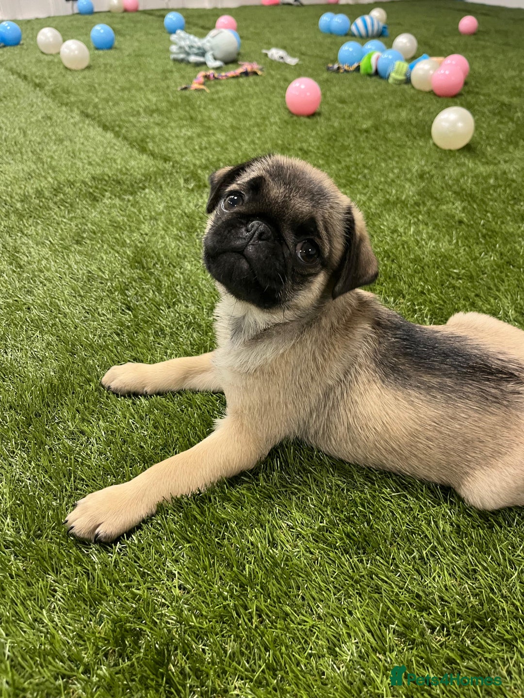Pug dogs for sale: Full panda pugs - Image 2