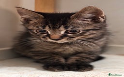 Mixed Breed cats for sale: 2 female black kittens and a tabby male  - Image 12