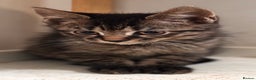 Mixed Breed cats for sale: 2 female black kittens and a tabby male  - Advert 5