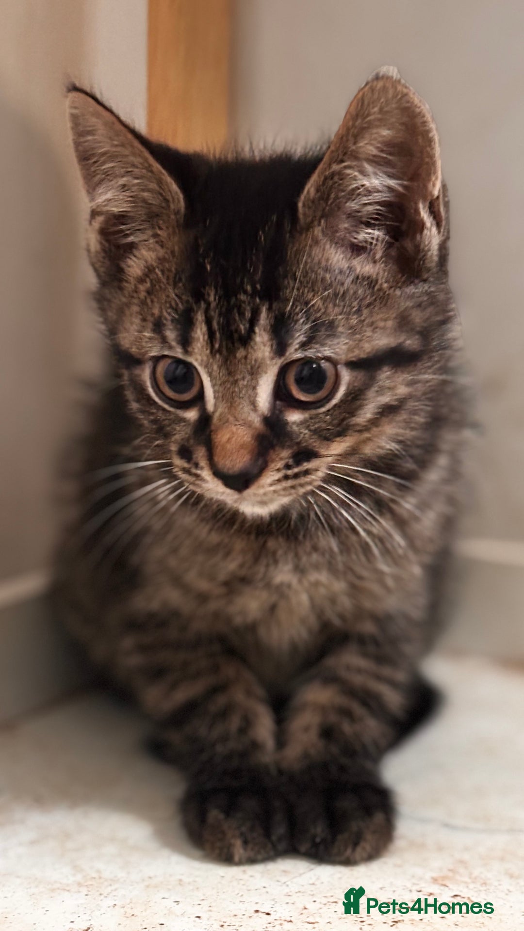 Mixed Breed cats for sale: 2 female black kittens and a tabby male  - Image 12