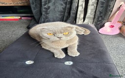 Scottish Fold cats for sale: Scottish folds for sale  - Image 8