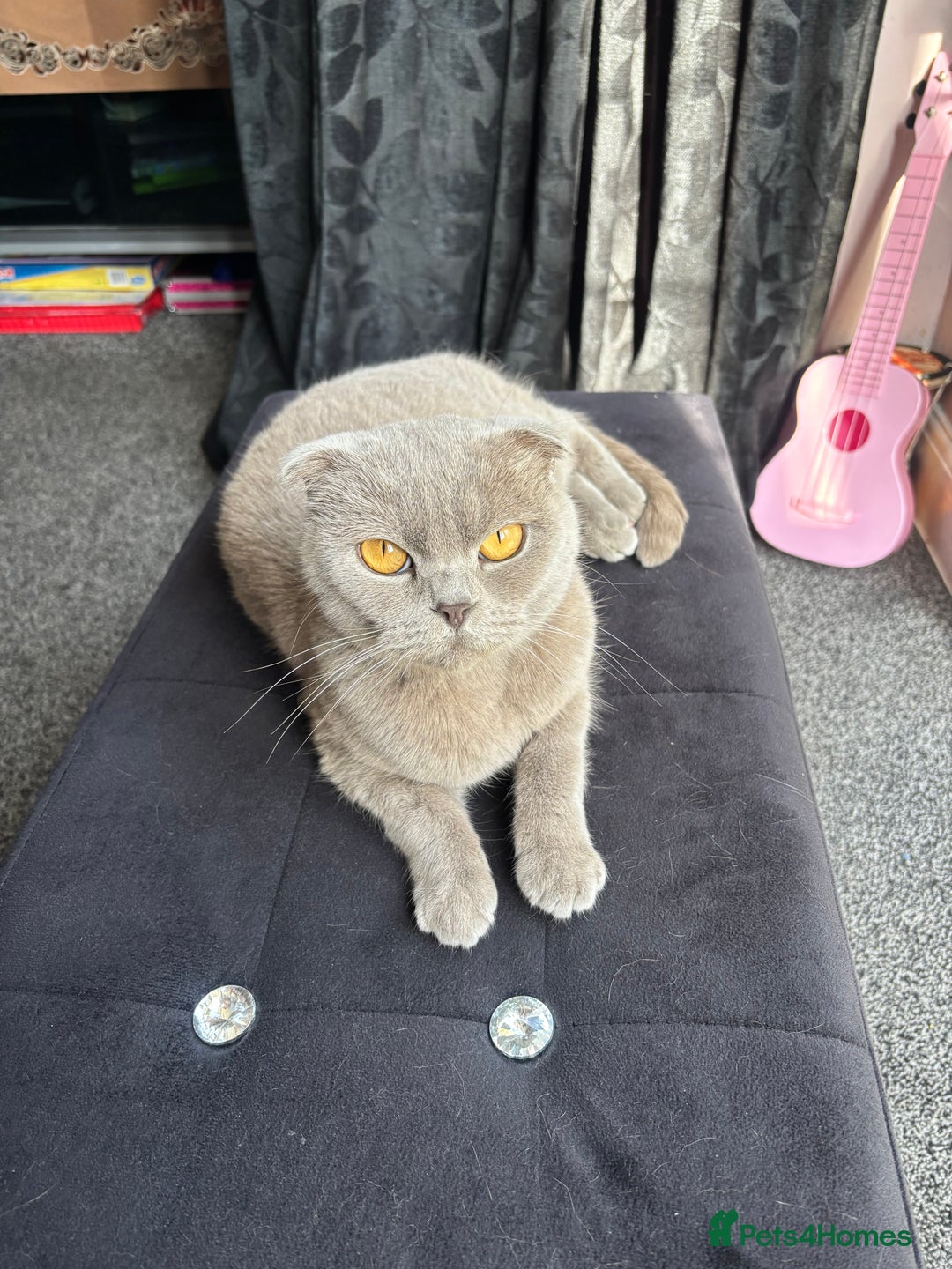 Scottish Fold cats for sale: Scottish folds for sale  - Image 8