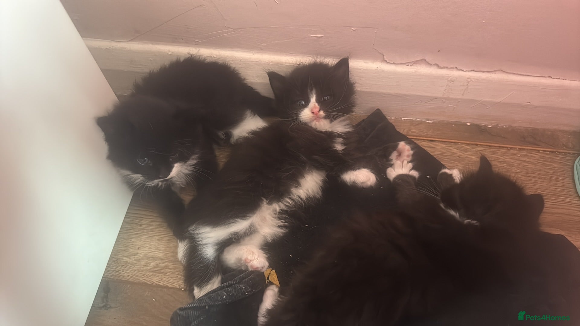 Mixed Breed cats Mixed long haired fluffballs - Advert 1