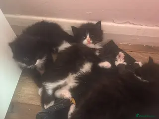 Mixed Breed cats Mixed long haired fluffballs - Advert 1