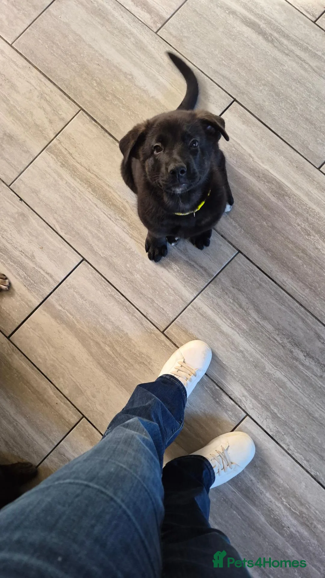 German Shepherd dogs for sale: 1 girl  left shepkita puppies  - Advert 1