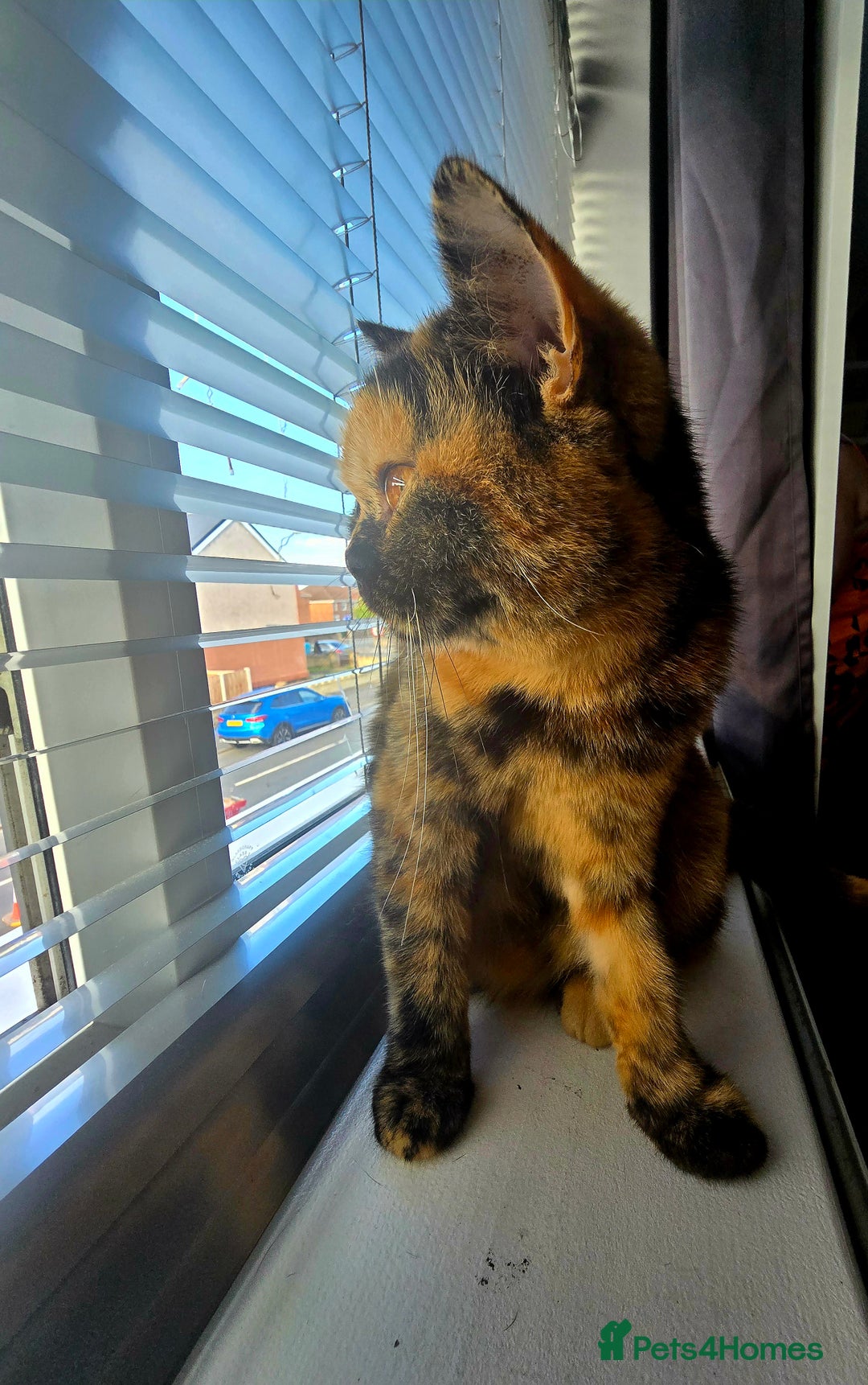 British Shorthair cats for sale: Looking forever home 🏡 😍  - Image 2