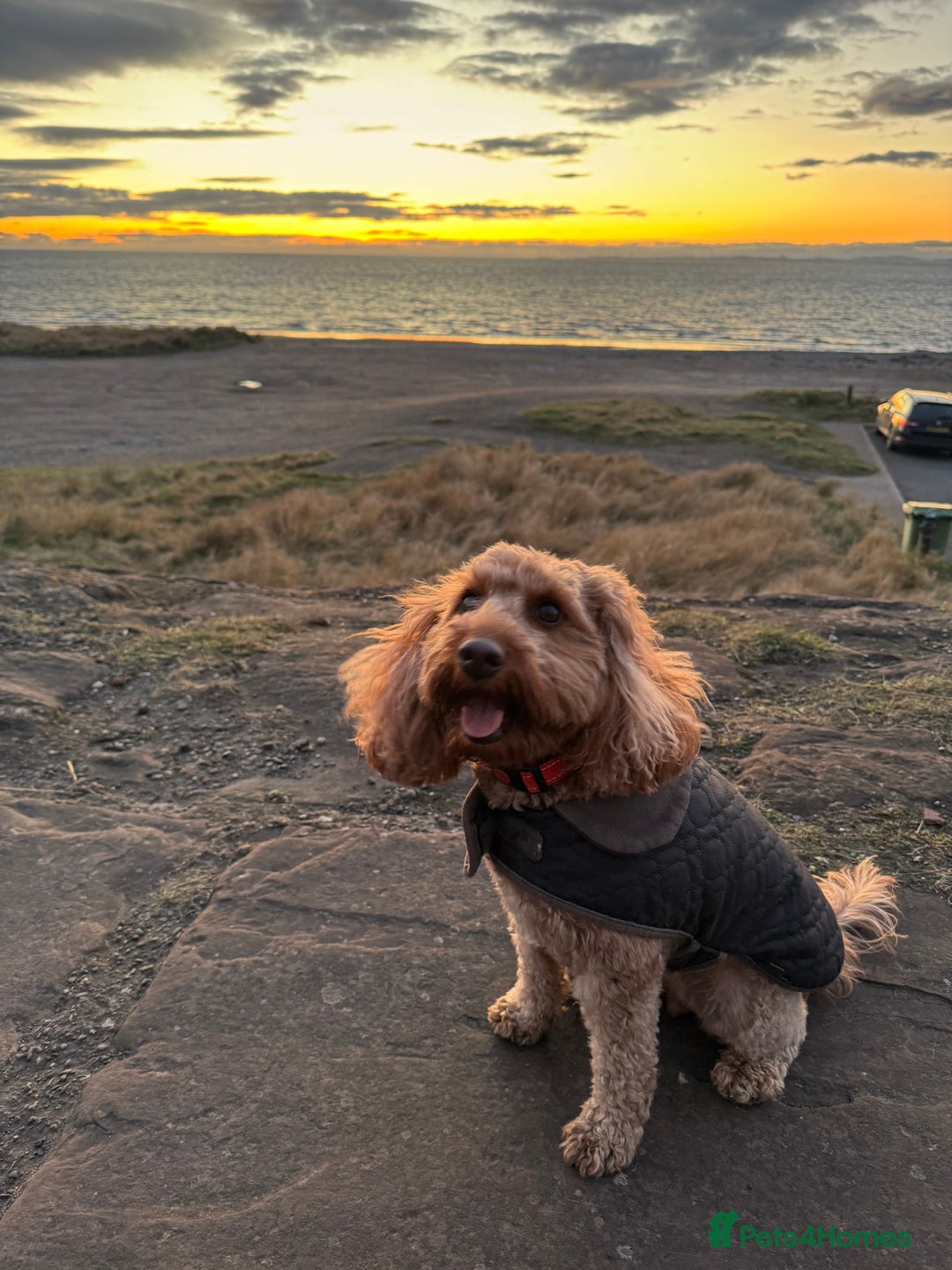 Cockapoo dogs for sale: Beautiful F1b Cockerpoo ready to collect December  - Advert 6