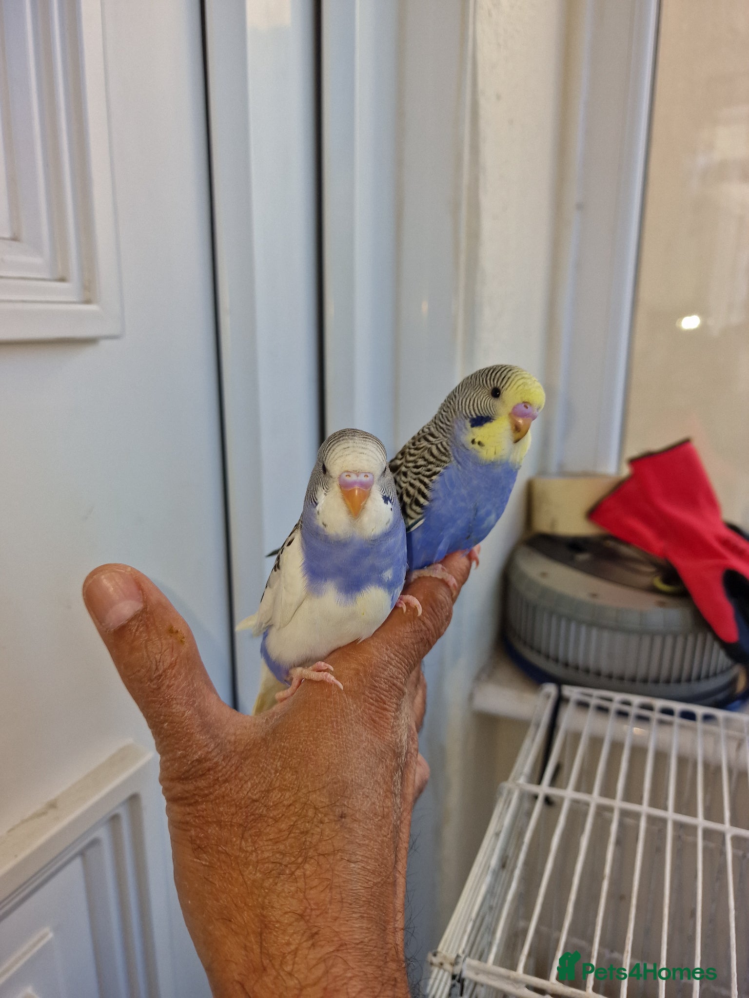 Budgerigars birds Super hand tamed baby budgies for sale  - Advert 22