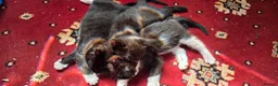 Mixed Breed cats for sale: 4 beautiful kittens up for sale 2 boys 2 girls in Rotherham - Advert 3