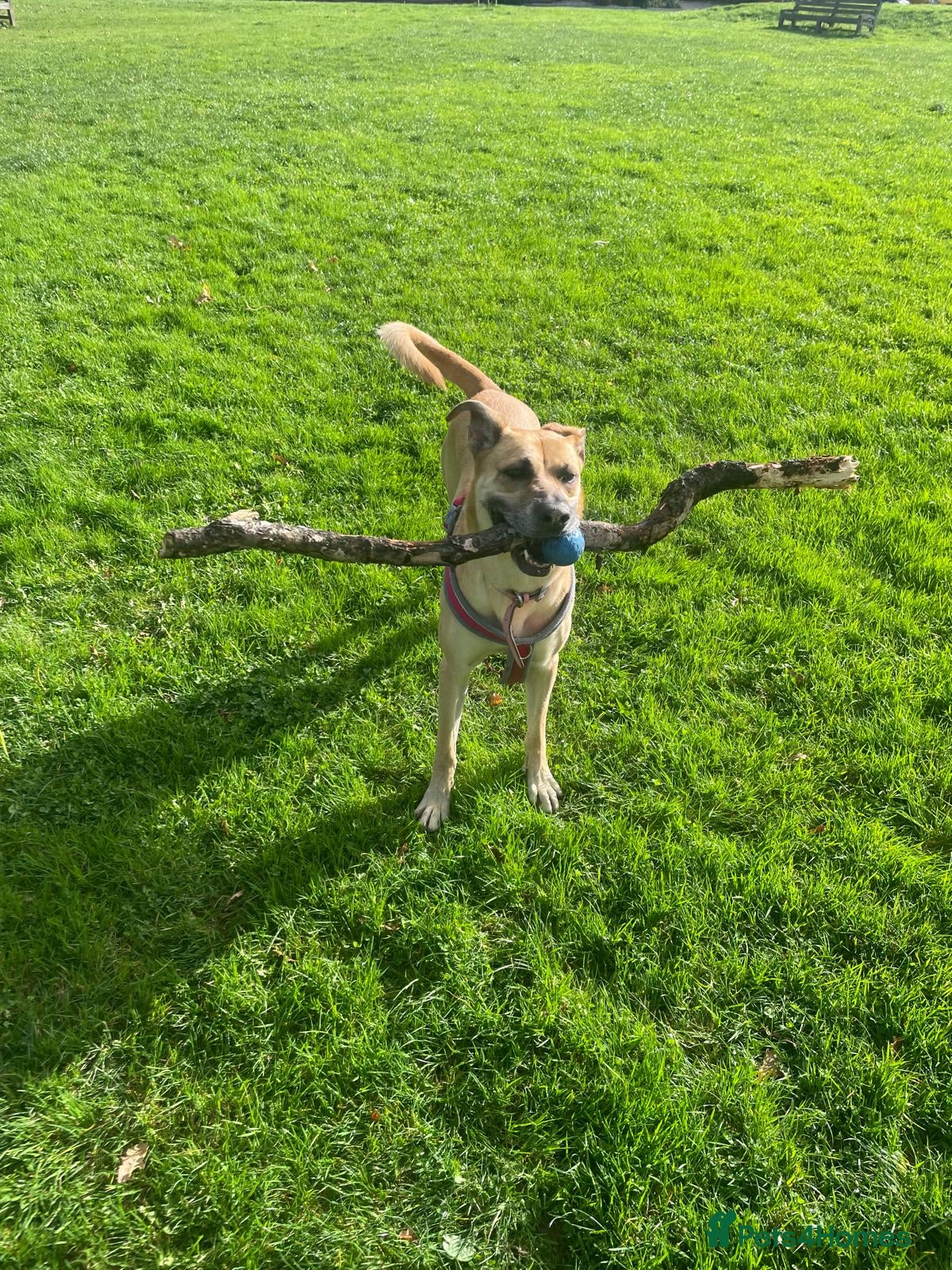 Mixed Breed dogs Nova (German Shepard X Pitbull) - Advert 1