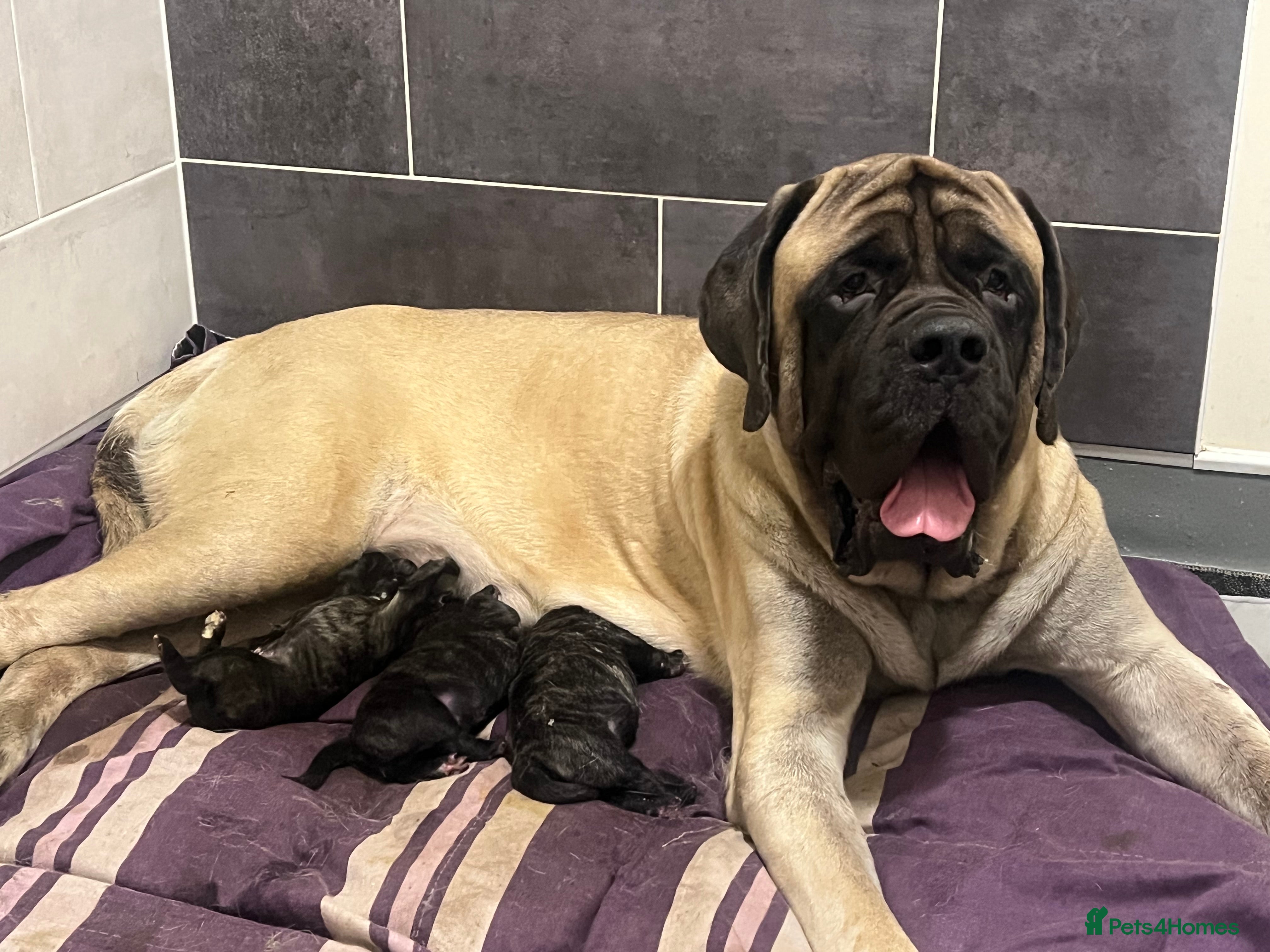 Mastiff dogs Outstanding English Mastiff - Advert 4