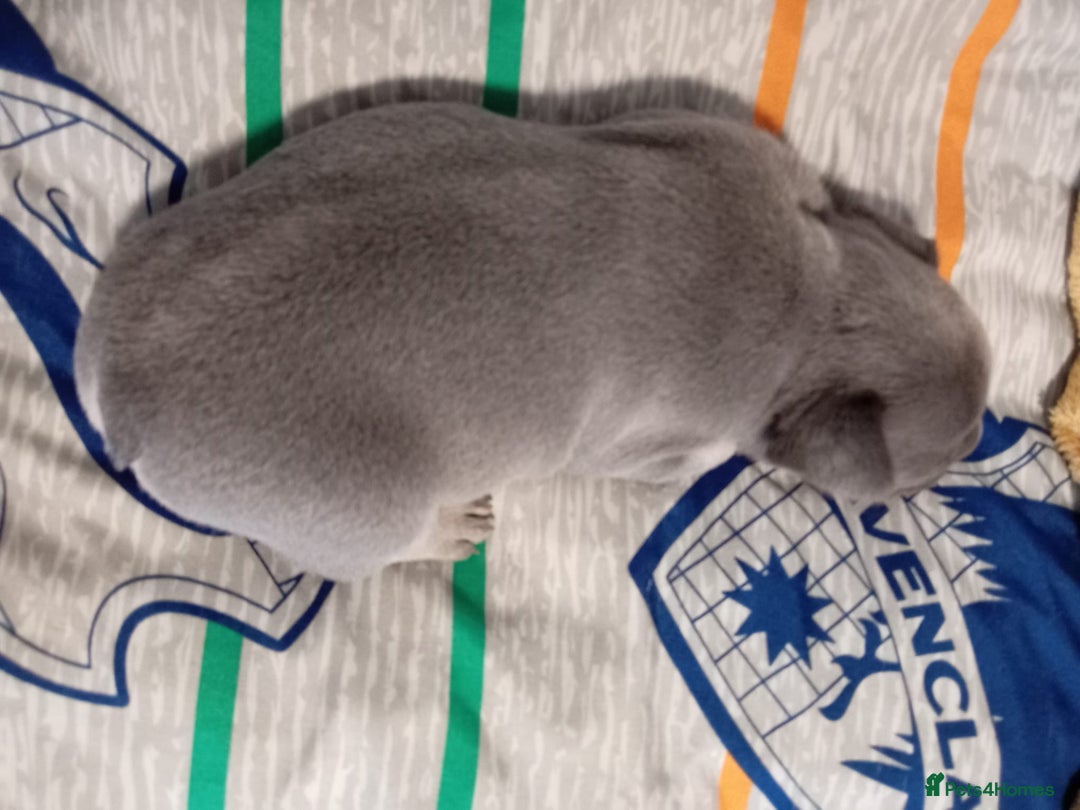 French Bulldog dogs for sale: 🐾 Adorable French Bulldog Puppies for Sale 🐾 - Image 10