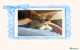 British Shorthair cats for sale: Gorgeous Custard the Kitten! - Image 2
