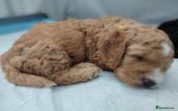 Cockapoo dogs for sale: F3 cockapoo  - Image 18