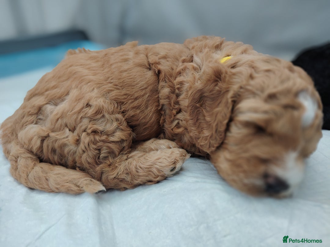 Cockapoo dogs for sale: F3 cockapoo  - Image 18