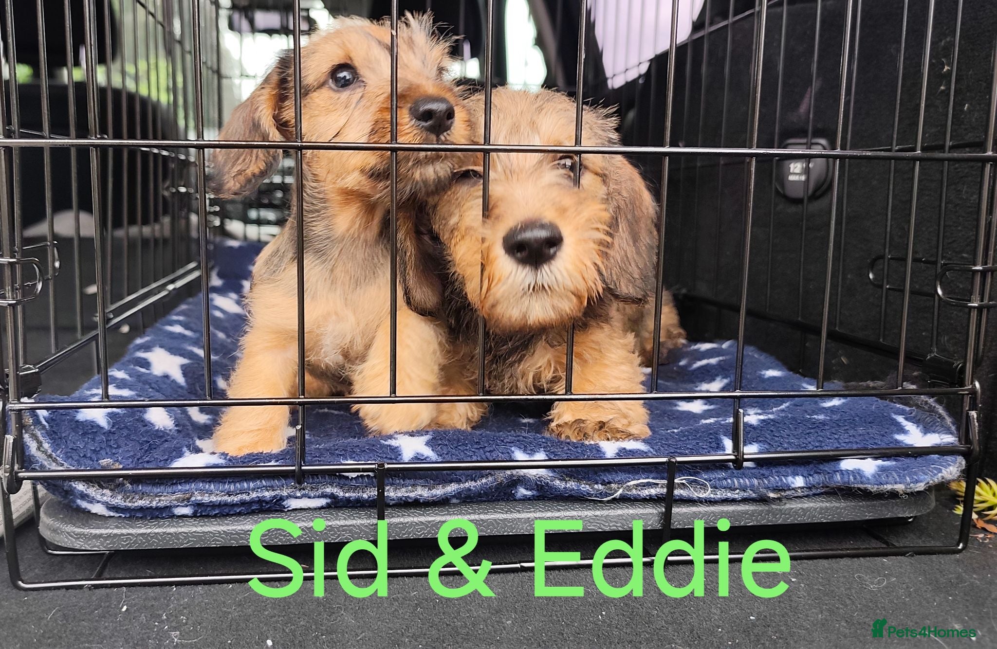 Miniature Dachshund dogs Premium Mini Wire-haired Dachshund Puppies - Advert 2