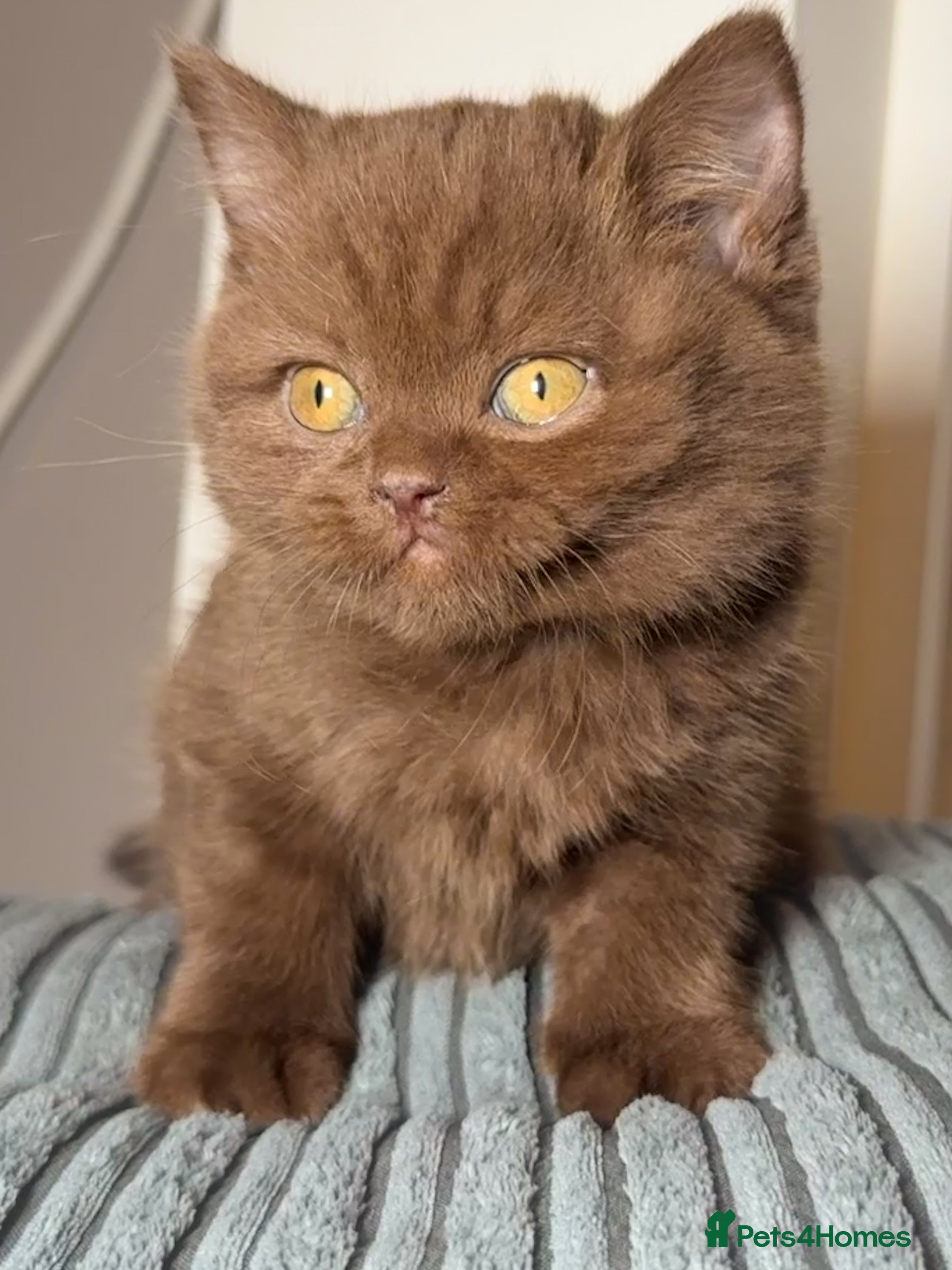 British Shorthair cats Cinnamon carrier kittens  - Advert 1