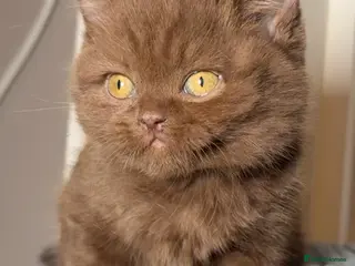British Shorthair cats Cinnamon carrier kittens - Advert 10