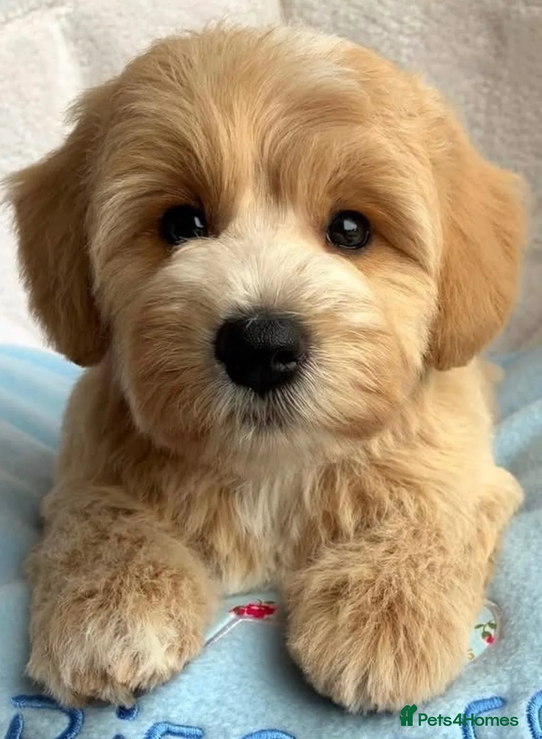 Schnoodle dogs for sale: Mini Schnoodle in Grays - Advert 3