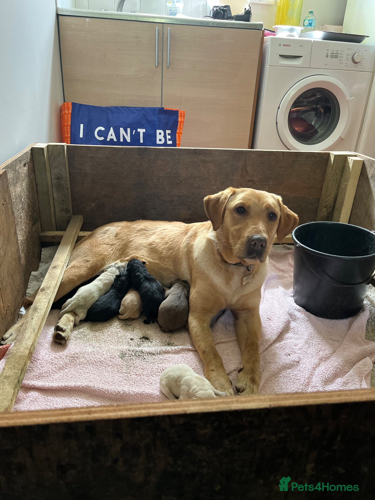 Labrador Retriever dogs for sale: Pedigree Labrador Pups  - Advert 1