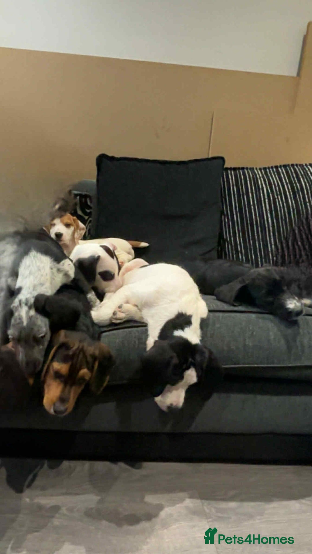 Bocker dogs for sale: Bocker (spainel x beagle) - Advert 1