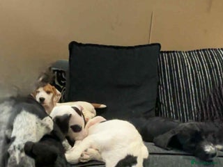 Bocker dogs Bocker (spainel x beagle) - Advert 8