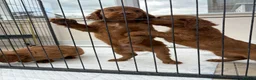 Cocker Spaniel dogs for sale: Working cocker spaniels  - Advert 8