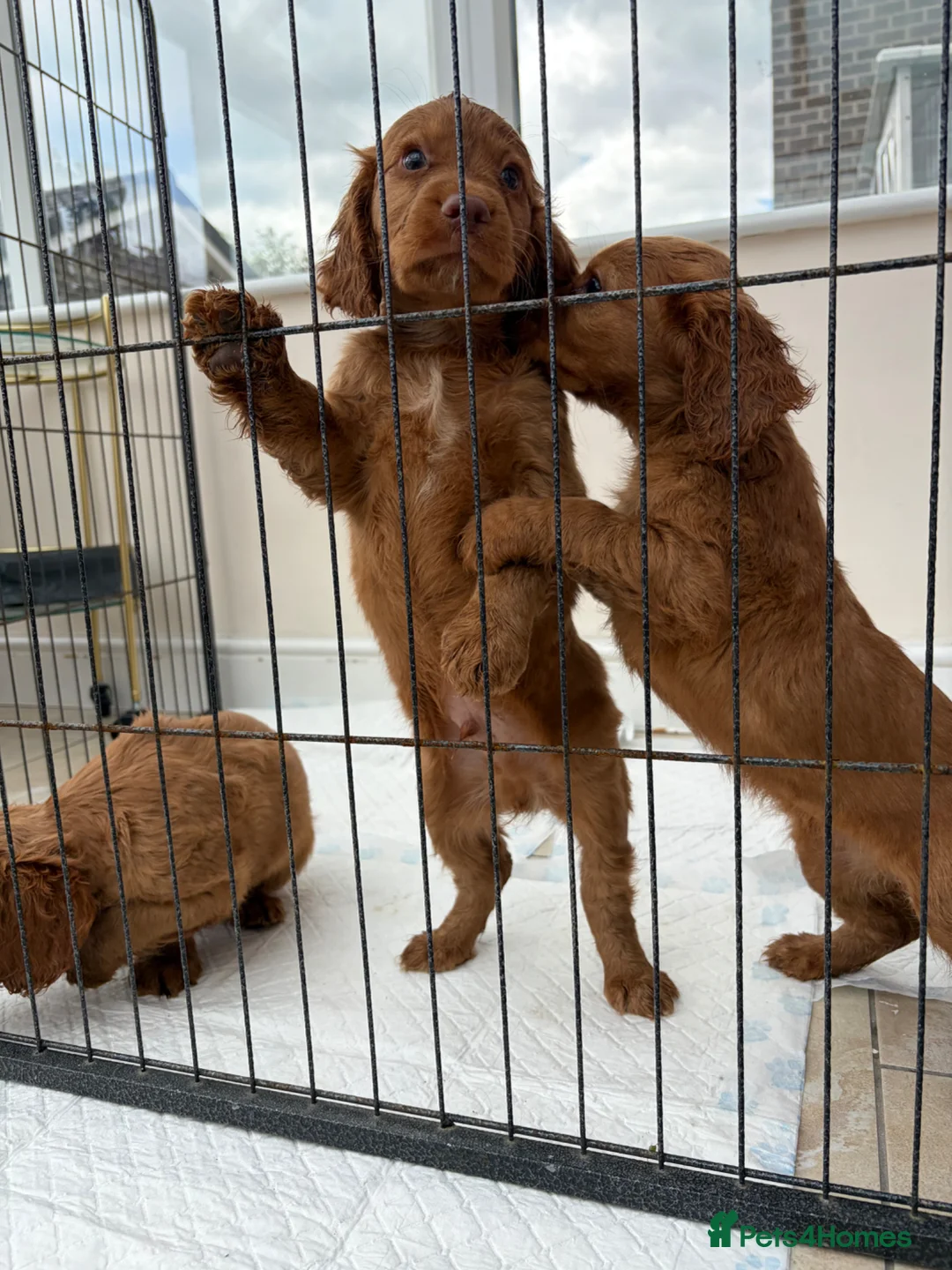 Cocker Spaniel dogs for sale: Working cocker spaniels  - Advert 8