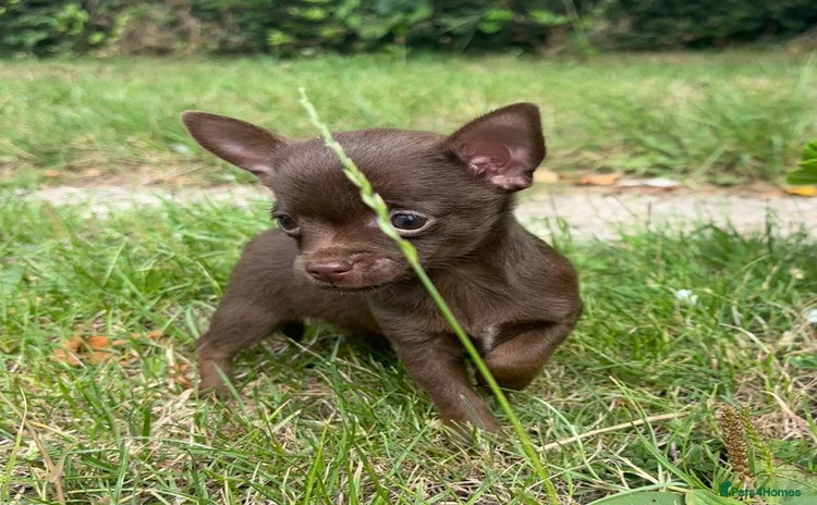 Chorkie dogs - Advert 10