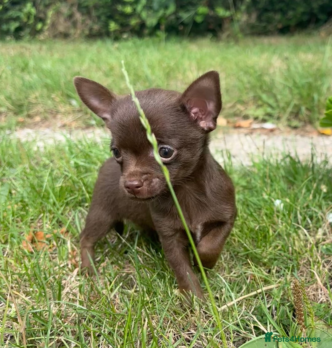 Chorkie dogs for sale: Chorkie puppies for forever homes  - Image 1
