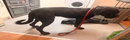 Cane Corso dogs for sale: Beautiful cane corso for sale - Advert 2