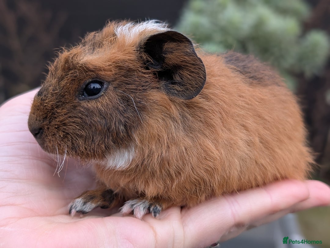Guinea Pig rodents for sale: Guinea pig pups - Advert 8