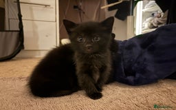 British Shorthair cats for sale: 3 beautiful black kittens for sale  - Advert 5