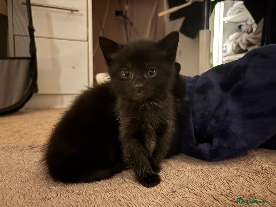 British Shorthair cats for sale: 3 beautiful black kittens for sale  - Advert 5