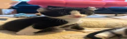 Mixed Breed cats for sale: Beautiful Tuxedo Kittens - Extraordinary Whiskers - Advert 6
