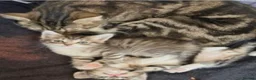 Mixed Breed cats for sale: Female mixed breed kitten for sale - Advert 3