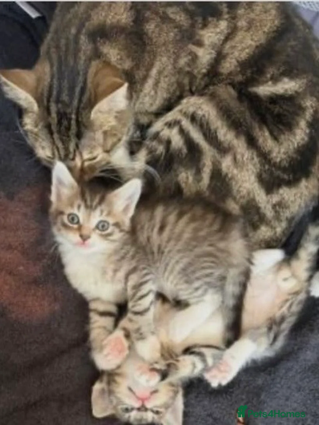Mixed Breed cats for sale: Female mixed breed kitten for sale - Advert 3