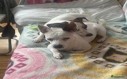 Jack Russell dogs for sale: Stunning Miniature Jack Russell Puppies!!! - Image 24