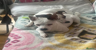 Jack Russell dogs Stunning Miniature Jack Russell Puppies!!! - Advert 4