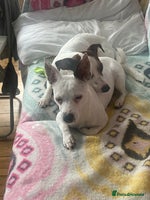 Jack Russell dogs Stunning Miniature Jack Russell Puppies!!! - Advert 4