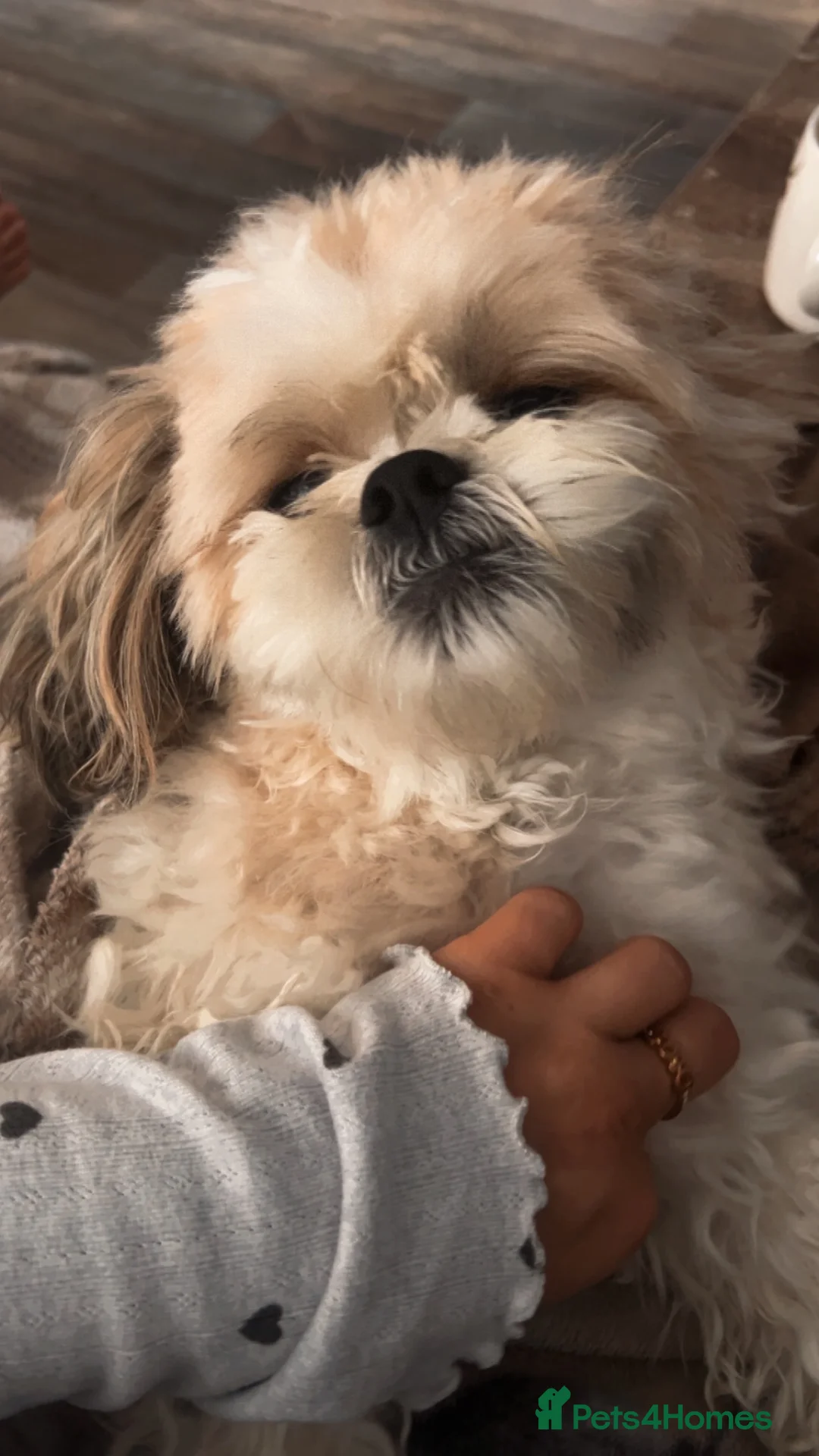 Shih Tzu dogs for stud: 3 nearly 4 year old boy shitzu in Redditch - Advert 1