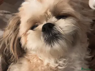 Shih Tzu dogs 3 nearly 4 year old boy shitzu - Advert 2