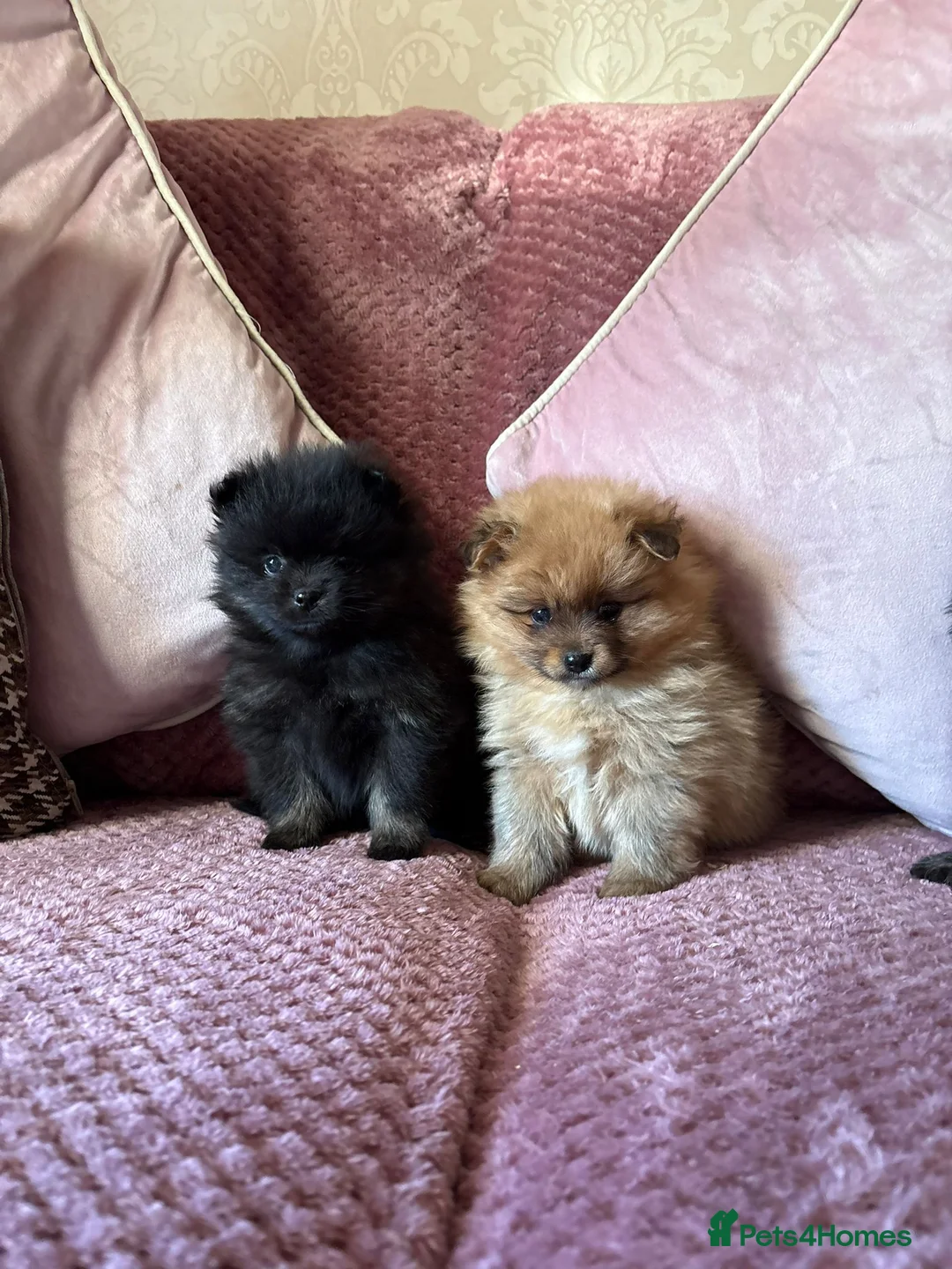 Pomeranian dogs for sale: TINY POM PUPPIES EXTENSIVELY HEALTH CHECKED in Manchester - Advert 4