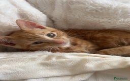 Mixed Breed cats for sale: Male kitten with everything needed  - Advert 2