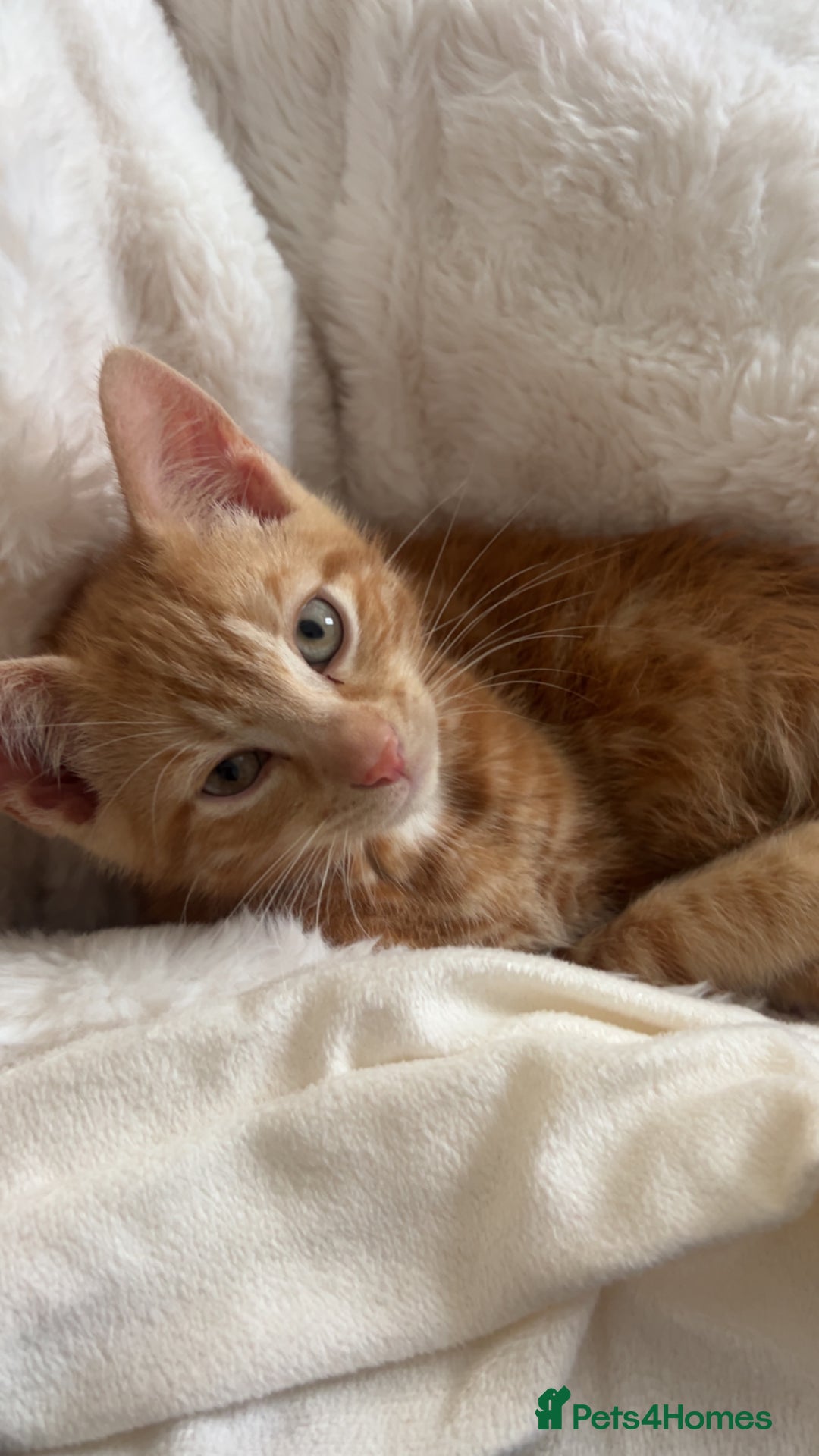 Mixed Breed cats for sale: Male kitten with everything needed  - Advert 2