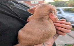 Dachshund dogs for sale: Daschund Puppies for sale  - Image 5