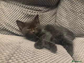 Mixed Breed cats Kittens for sale ❤️ - Advert 3