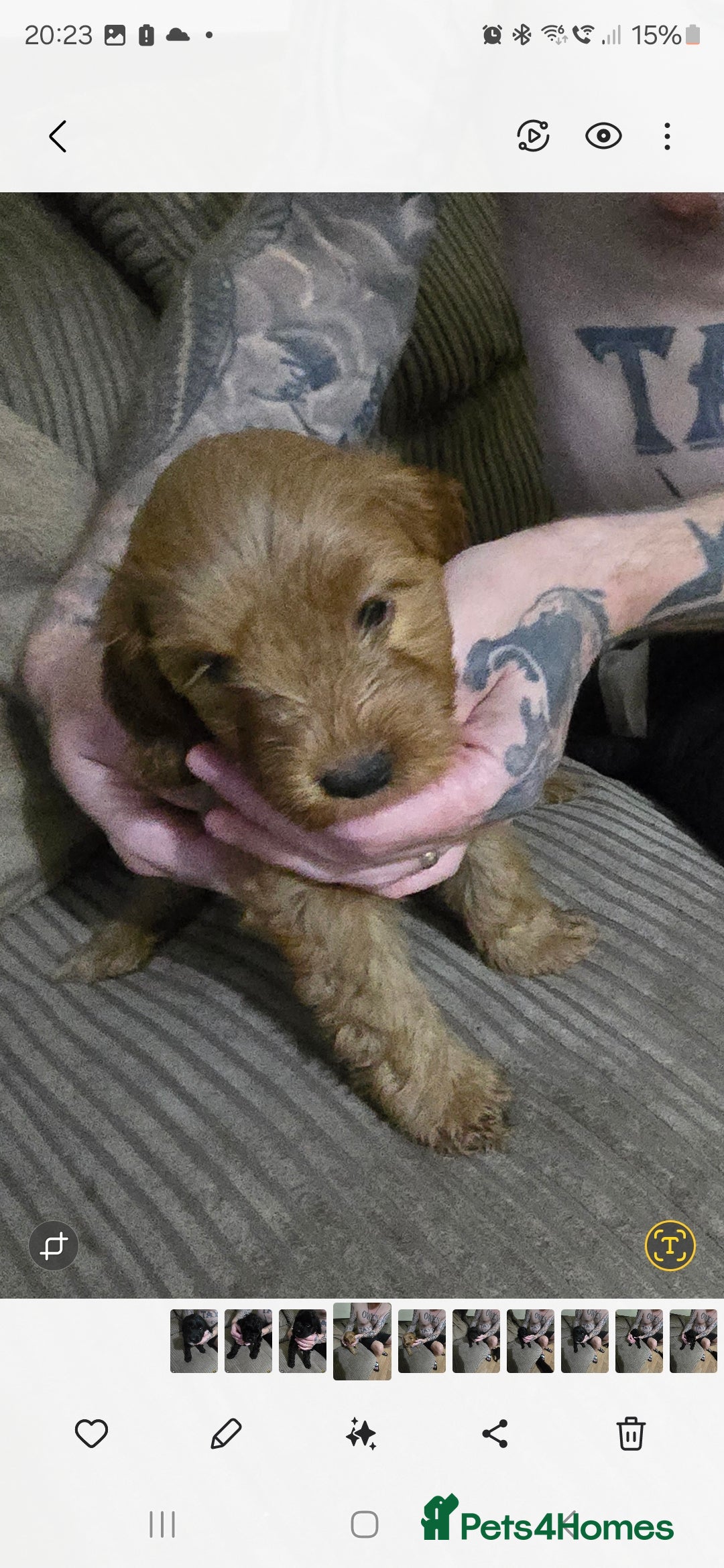 Cockapoo dogs for sale: Cockapoo pups - Image 2