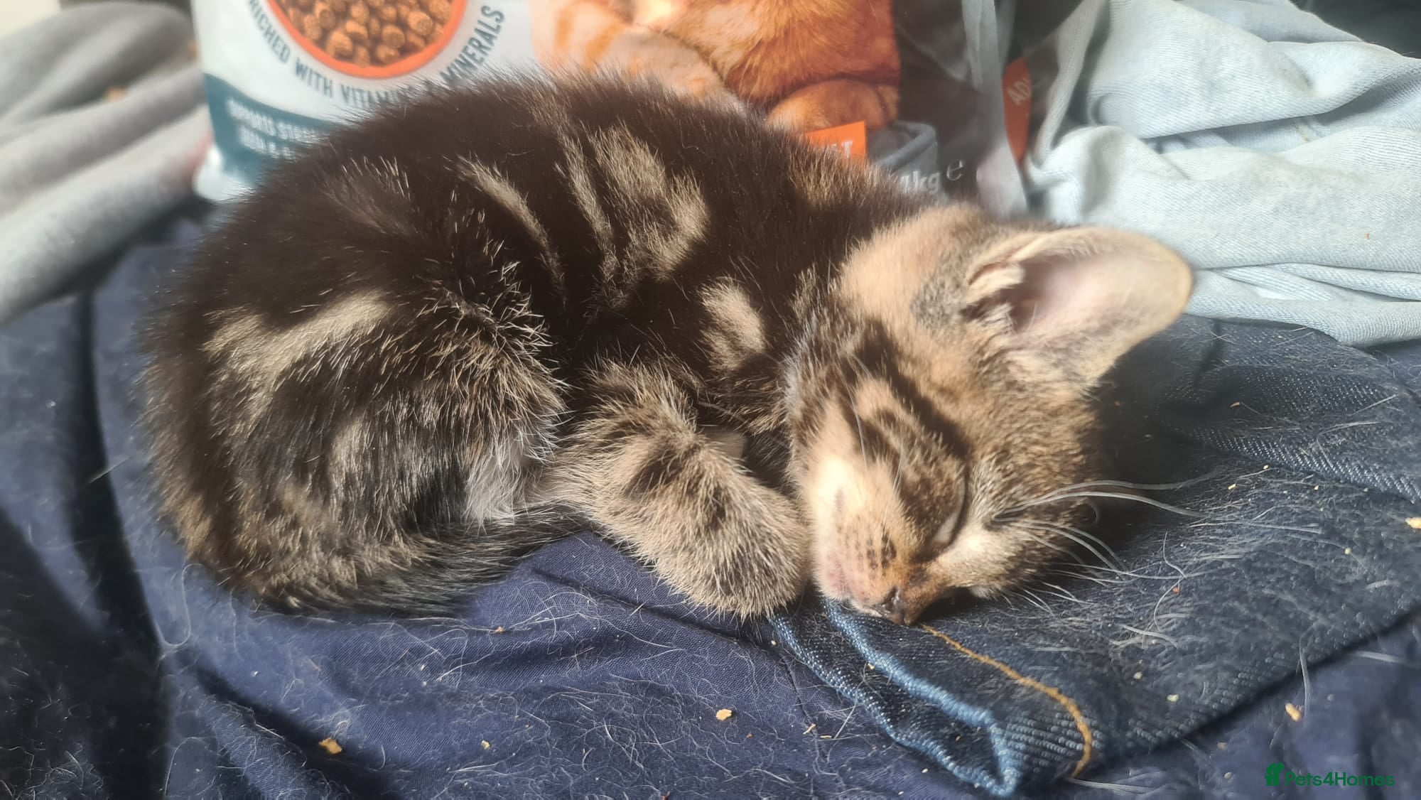 Mixed Breed cats for sale: 5 beautiful mixed breed kittens for sale. - Advert 4